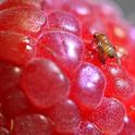 Spotted-wing drosophila (SWD), Drosophila suzuki, on a raspberry. (Photo by Kathy Keatley Garvey)