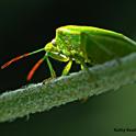 A red-shouldered stink bug peers at the camera. (Photo by Kathy Keatley Garvey)