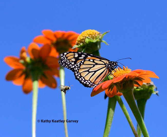 A female monarch nectaring on Mexican sunflower, Tithonia rotunifola, in a Vacaville garden at noon, Sept. 17, 2024. At left is a territorial male longhorned bee, probably Melissodes agilis. (Photo by Kathy Keatley Garvey)