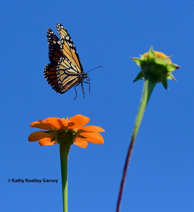 The female monarch butterfly lifts off the Tithonia. This image was taken with a Nikon D500 with a 200mm macro lens. Settings: 1/4000 of a second; f-stop, 5.6; ISO 640.(Photo by Kathy Keatley Garvey)