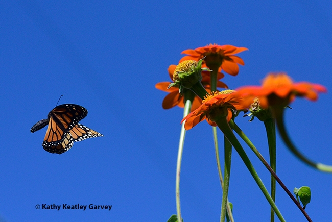 The monarch descends, ready to head to another blossom. (Photo by Kathy Keatley Garvey)