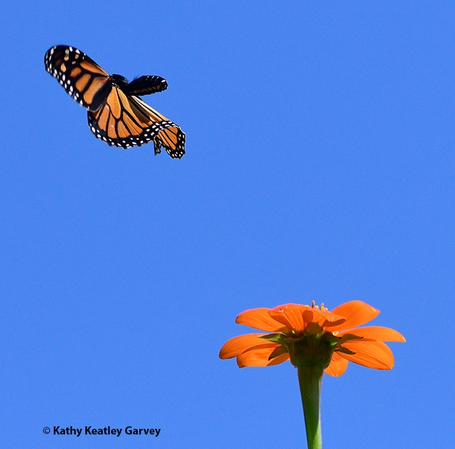 She lifts up and away she goes. (Photo by Kathy Keatley Garvey)