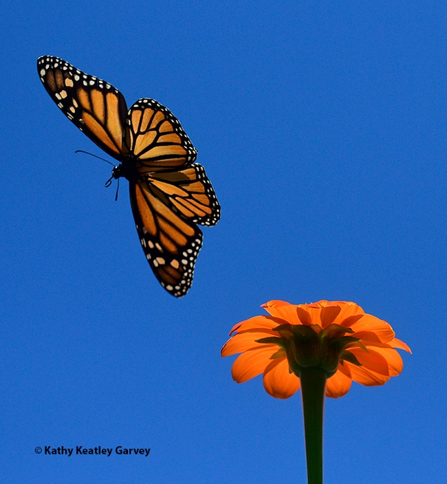 A monarch butterfly gliding over a Mexican sunflower, Tithonia rotundifola on Sept. 17 in a Vacaville garden. (Photo by Kathy Keatley Garvey)