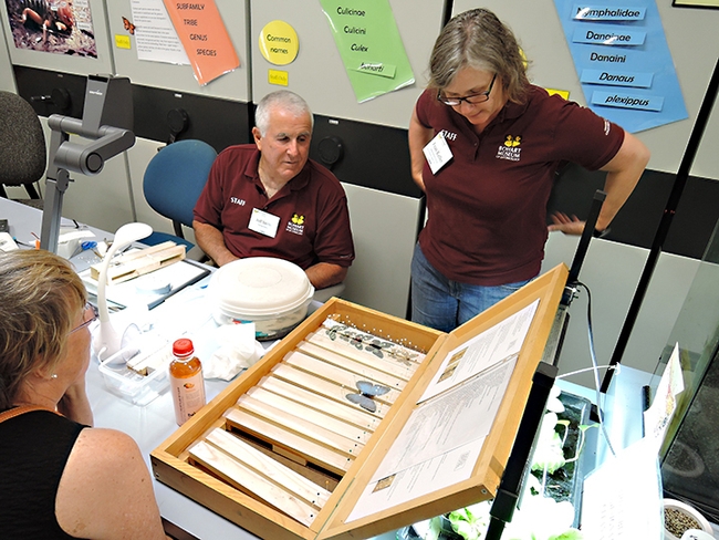 Jeff Smith, curator of the Bohart Museum of Entomology's Lepidoptera collection, discusses projects with UC Davis doctoral alumna Fran Keller, professor at Folsom Lake College, a UC Davis lecturer, and a Bohart research associate/affiliate. (Photo by Kathy Keatley Garvey)