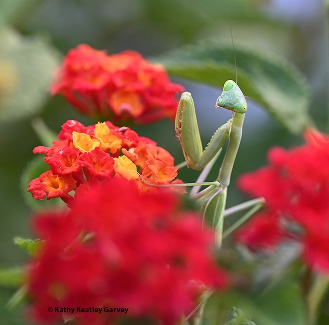 A female praying mantis, Stagmomantis limbata, poses for a portrait in a Lantana patch in a Vacaville garden. (Photo by Kathy Keatley Garvey)