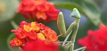 A female praying mantis, Stagmomantis limbata, poses for a portrait in a Lantana patch in a Vacaville garden. (Photo by Kathy Keatley Garvey) for Bug Squad Blog