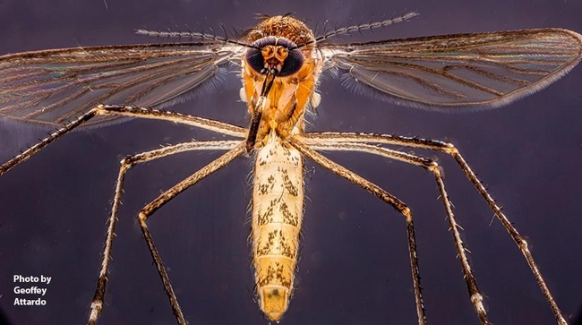 A female Culex tarsalis. (Photo by UC Davis associate professor Geoffrey Attardo, medical entomologist and geneticist.)