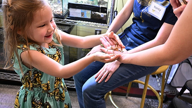 Thea Schmidt, 4, delights in holding a stick insect in the Bohart Museum of Entomology's live petting zoo. (Photo by Kathy Keatley Garvey)