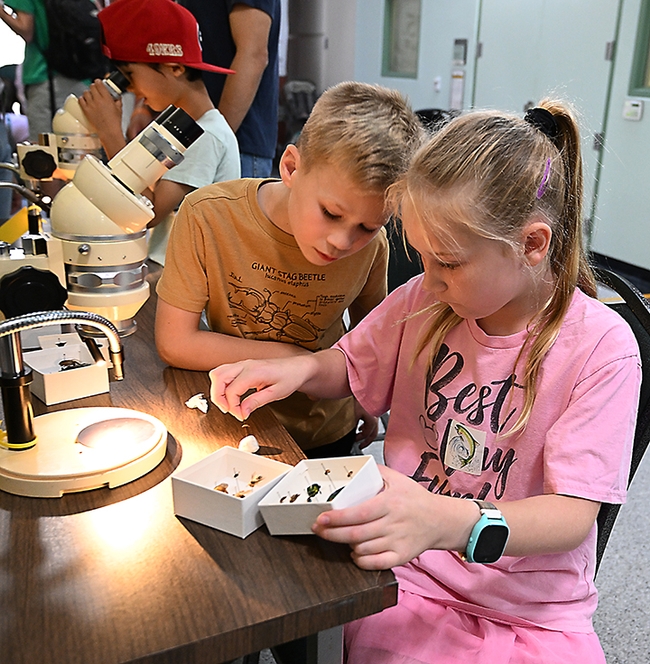 Elliot Sauder, 7, and his sister Sutton, 9, of Sacramento are eager to look at a butterfly specimen under a microscope at the Bohart Museum of Entomology. (Photo by Kathy Keatley Garvey)