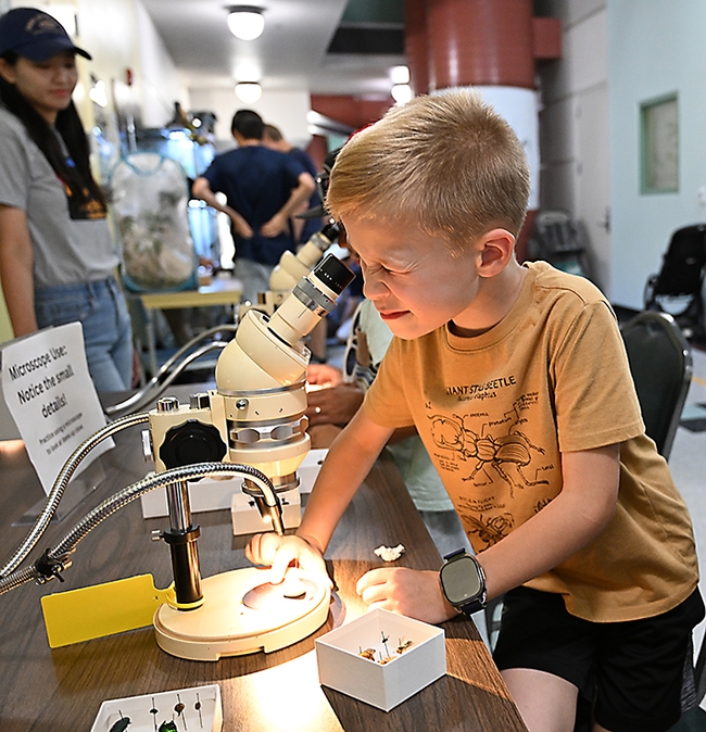 Elliot Sauder, 7, peers at a specimen under a microscope. (Photo by Kathy Keatley Garvey)