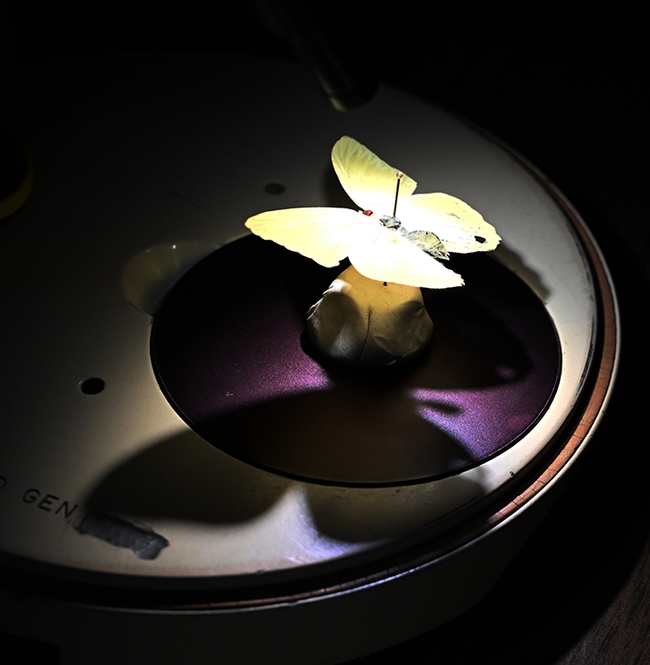 A butterfly specimen ready to be viewed under the microscope at the Bohart Museum of Entomology. (Photo by Kathy Keatley Garvey)