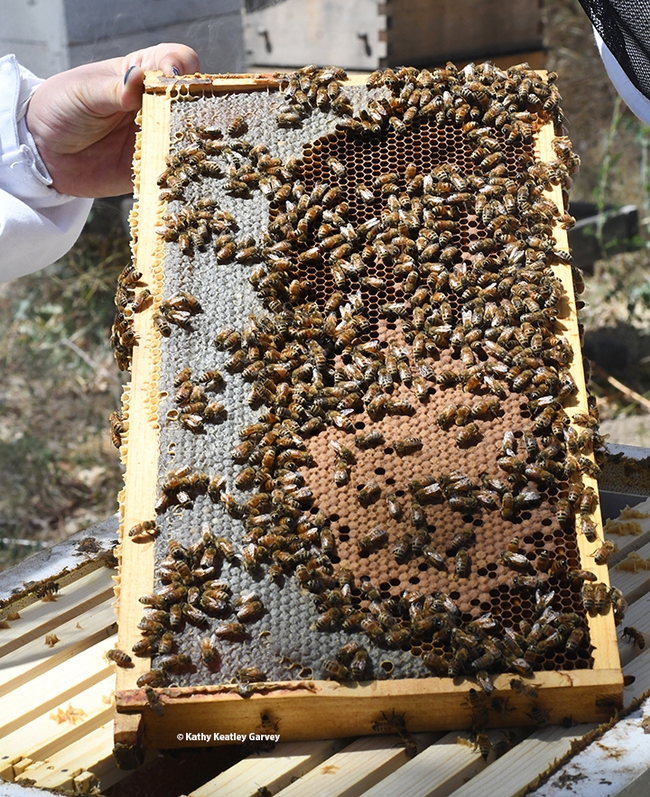 A frame of bees. (Photo by Kathy Keatley Garvey)