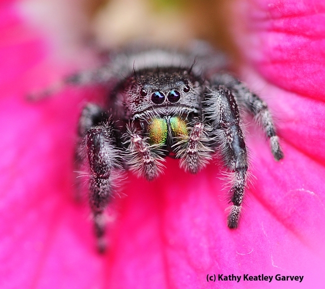 Pretty in pink. A jumping spider on a pink rose in a Vacaville garden peers at the photographer. (Photo by Kathy Keatley Garvey)