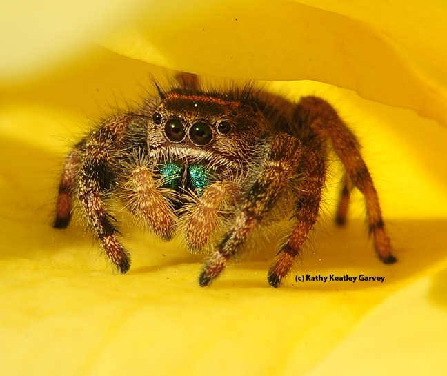 Pretty in yellow. A jumping spider on a yellow rose in a Vacaville garden peers at the photographer. (Photo by Kathy Keatley Garvey)