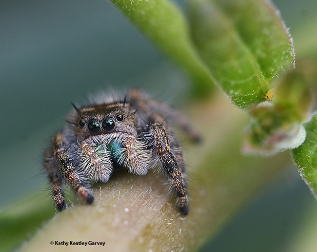 Pretty in green. A jumping spider on green vegetation in a Vacaville garden peers at the photographer. (Photo by Kathy Keatley Garvey)