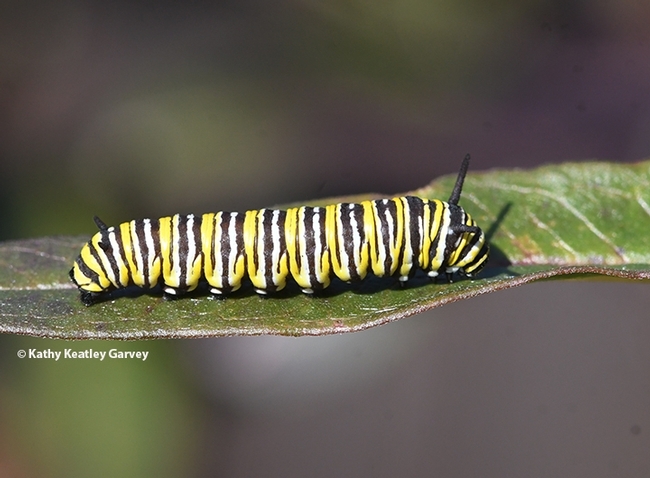 A monarch caterpillar. (Photo by Kathy Keatley Garvey)