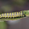 A monarch caterpillar. (Photo by Kathy Keatley Garvey)