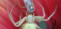 A crab spider eating a lygus bug, an agricultural pest in a Vacaville garden. (Photo by Kathy Keatley Garvey) for Bug Squad Blog