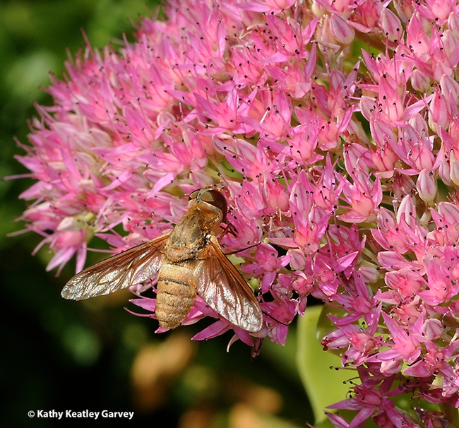 A bee fly, family Bombyliidae, foraging on sedum in a UC Davis garden. (Photo by Kathy Keatley Garvey)