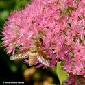 A bee fly, family Bombyliidae, foraging on sedum in a UC Davis garden. (Photo by Kathy Keatley Garvey)