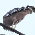 Red-shouldered hawk devouring what appears to be a praying mantis. It caught the insect in the Vacaville Museum and then perched on a telephone line to eat it. (Photo by Kathy Keatley Garvey)