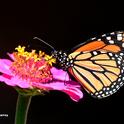 A migratory monarch butterfly nectaring on a pink zinnia in a Vacaville garden. (Photo by Kathy Keatley Garvey)