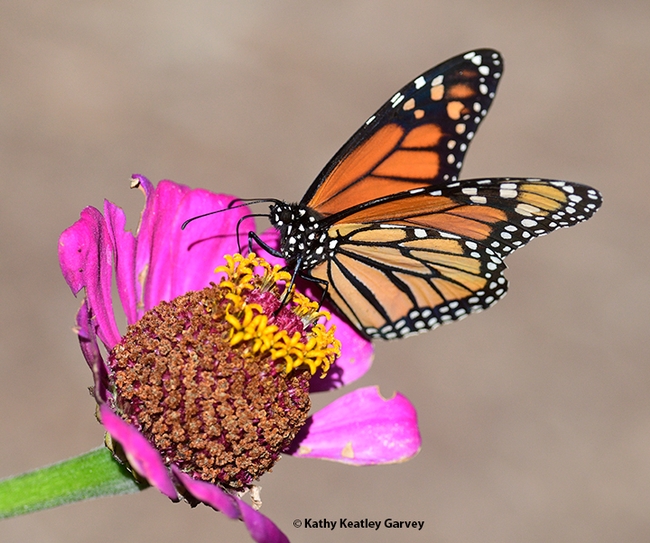 A migratory monarch sipping her fill of nectar from a zinnia in a Vacaville garden. (Photo by Kathy Keatley Garvey)