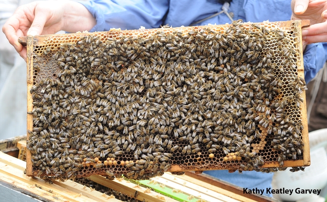 A frame of Susan Cobey's New World Carniolan bees  (Photo by Kathy Keatley Garvey)