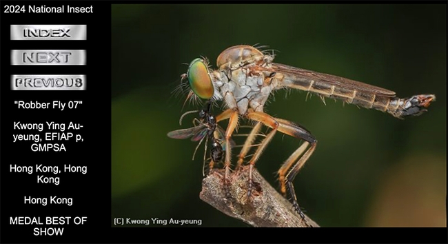 Kwong Ying Au-yeung of Hong Kong won best of show in the International Insect Salon with this image of a robber fly and prey. (Screen shot from International Insect Salon)