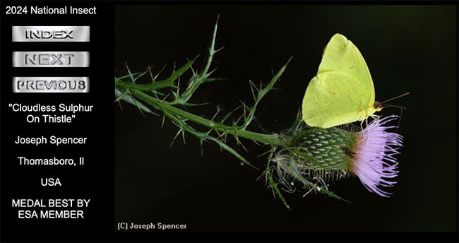 This image by Joseph Spencer of Thomasboro, Ill., won the medal for best image by an ESA member in the International Insect Salon. He titled it 