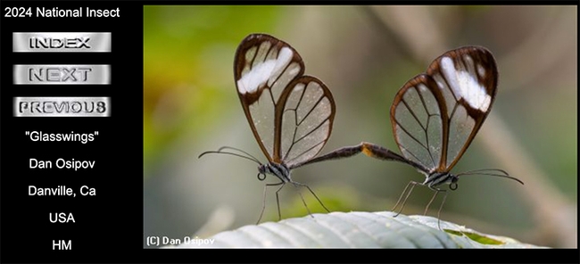 Dan Osipov of Danville, Calif., won a honorable mention in the International Insect Salon competition with this image that he titled 