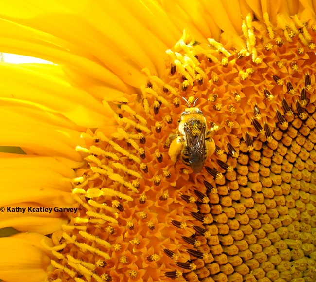 A bee commonly found on sunflowers is Epimelissodes obliqua expurgata, formerly known as Svastra obliqua expurgata. (Photo by Kathy Keatley Garvey)