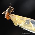 Drenched honey bee gets ready to sip honey from a plastic spoon. (Photo by Kathy Keatley Garvey)