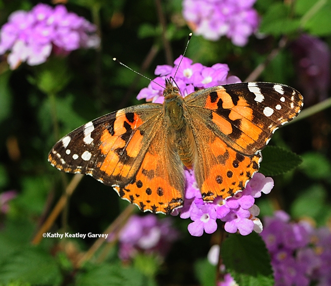 The painted lady, Vanessa cardui, is a migratory butterfly. This image, taken in Vacaville, shows the butterfly nectaring on Lantana. (Photo by Kathy Keatley Garvey)