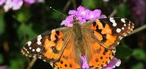 The painted lady, Vanessa cardui, is a migratory butterfly. This image, taken in Vacaville, shows the butterfly nectaring on Lantana. (Photo by Kathy Keatley Garvey) for Bug Squad Blog