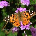 The painted lady, Vanessa cardui, is a migratory butterfly. This image, taken in Vacaville, shows the butterfly nectaring on Lantana. (Photo by Kathy Keatley Garvey)