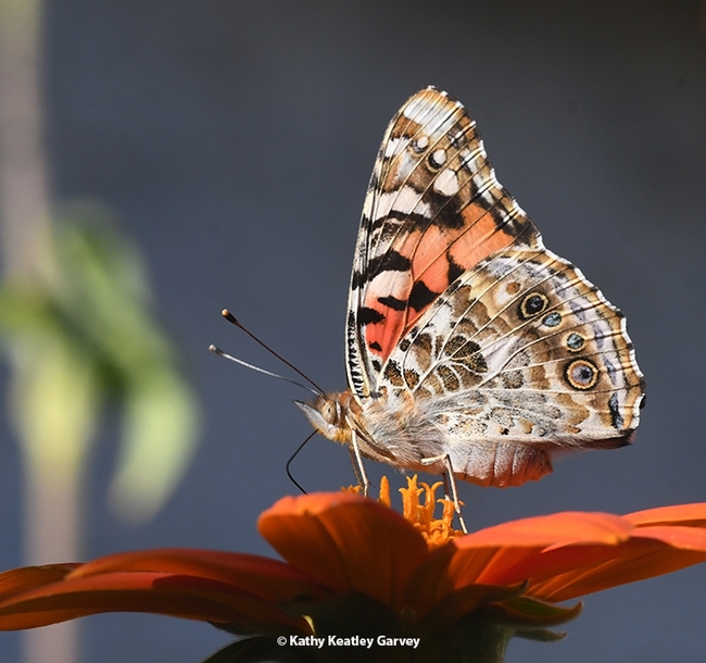 A side view of a painted lady, Vanessa cardui, nectaring on a Mexican sunflower, Tithonia rotundifola. (Photo by Kathy Keatley Garvey)