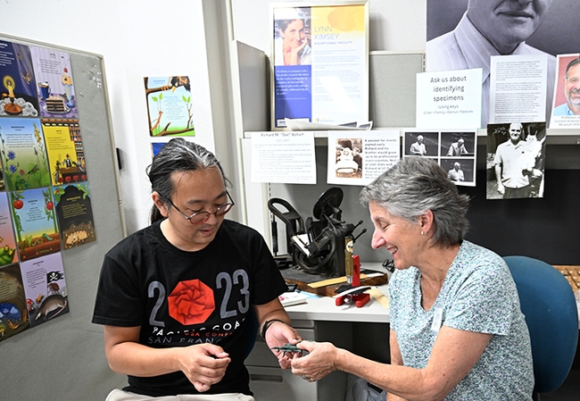 UC Davis alumnus Kevin Murakoshi gifts a leaf insect origami that he crafted to the Bohart Museum of Entomology. Accepting it is UC Davis distinguished professor emerita Lynn Kimsey, former Bohart Museum director and now executive director of the Bohart Museum Society. (Photo by Kathy Keatley Garvey)