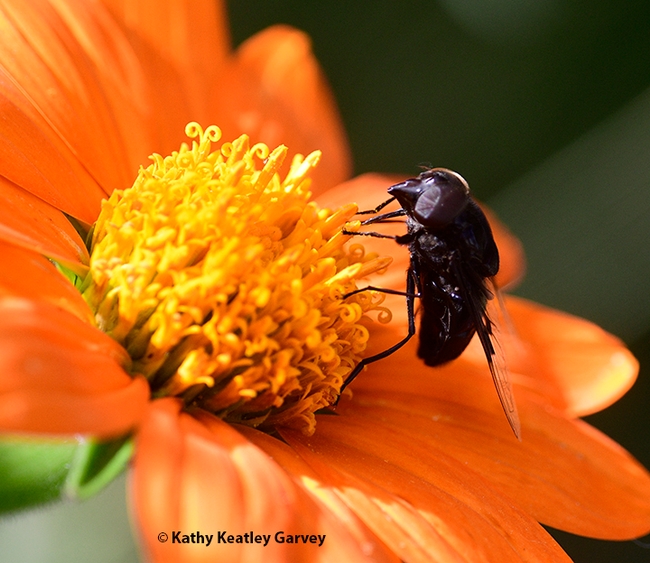 A Mexican cactus fly, Copestylum mexicanum, nectaring on a Mexican sunflower, Tithonia rotundifola in a Vacaville garden. (Photo by Kathy Keatley Garvey)