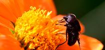 A Mexican cactus fly, Copestylum mexicanum, nectaring on a Mexican sunflower, Tithonia rotundifola in a Vacaville garden. (Photo by Kathy Keatley Garvey) for Bug Squad Blog