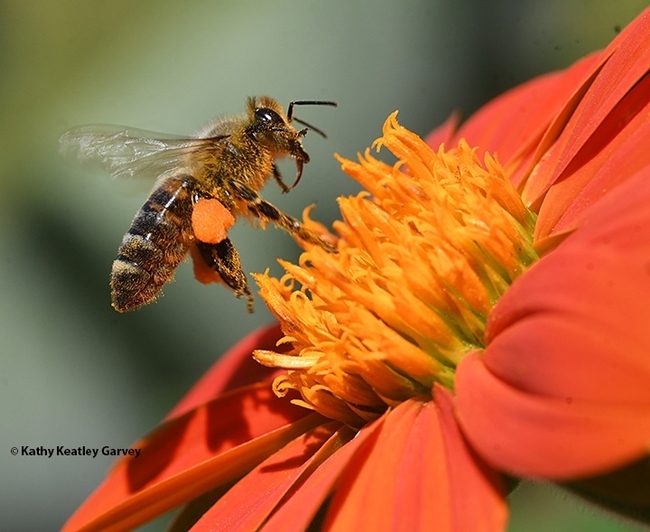 A honey bee, Apis mellifera, on a Mexican sunflower. (Photo by Kathy Keatley Garvey)