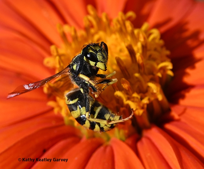 A yellowjacket (expired) placed on a Mexican sunflower, Tithonia rotundifola. (Photo by Kathy Keatley Garvey)