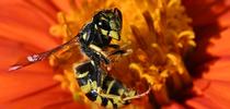 A yellowjacket (expired) placed on a Mexican sunflower, Tithonia rotundifola. (Photo by Kathy Keatley Garvey) for Bug Squad Blog