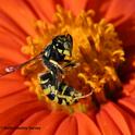 A yellowjacket (expired) placed on a Mexican sunflower, Tithonia rotundifola. (Photo by Kathy Keatley Garvey)