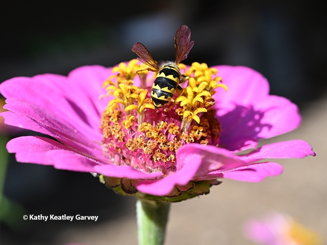 The black and yellow coloration of the yellowjacket is striking. (Photo by Kathy Keatley Garvey)