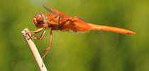 A flameskimmer dragonfly, Libellula saturata. (Photo by Kathy Keatley Garvey) for Bug Squad Blog