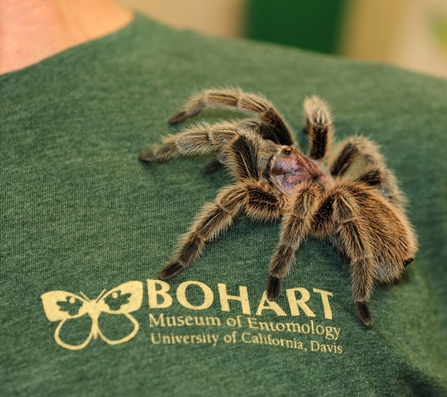 A Chilean rose-haired tarantula, Grammostola porteri, on a Bohart Museum of Entomology t-shirt. (Photo by Kathy Keatley Garvey)