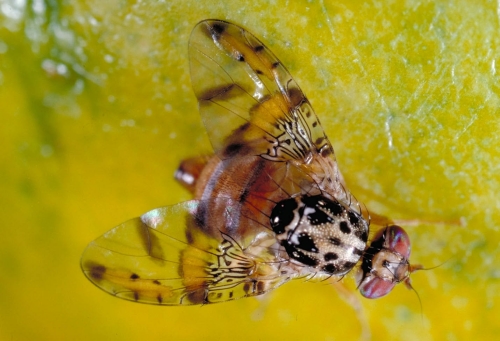 MEDFLY--Border patrol agents suspect that travelers to Hawaii may be bringing back mangoes infested with the larvae of a Mediterranean fruit fly. The Medfly can infest more than 260 types of fruits and vegetables, causing severe impacts on California agricultural exports and backyard gardens, according to the California Department of Food and Agriculture (CDFA). The CDFA announced Dec. 2 that it has established a 107 square-mile quarantine zone in the El Cajon area of San Diego County, following the detection of a Medfly infestation.