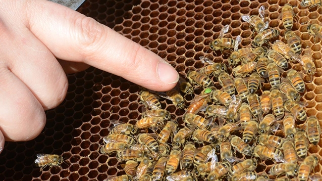 Pointing out the queen bee. Apiculturist Eliza Litsey will present her exit seminar, hosted by the UC Davis Department of Entomology and Nematology, at 4:10 p.m., Monday, Nov. 4 in 122 Briggs Hall. (Photo by Kathy Keatley Garvey)