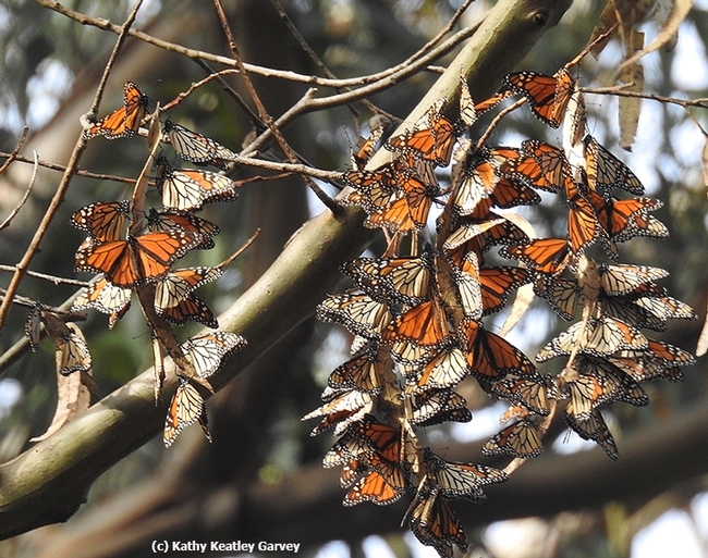 Overwintering monarchs clustering in an 80-foot-high eucalyptus tree at the Natural Bridges State Park butterfly sanctuary, Santa Cruz on Dec. 30, 2016. (Photo by Kathy Keatley Garvey)